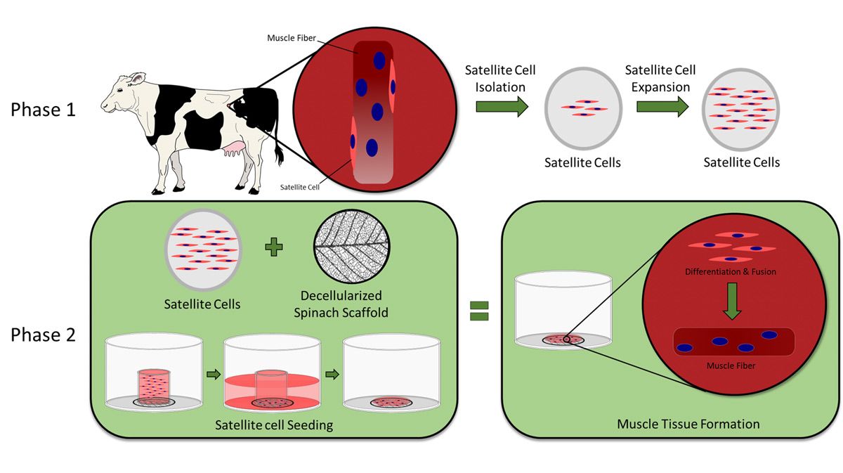1단계는 소의 근육 섬유에서 소의 위성 세포 분리한 후 확장되는 과정을 보여줍니다. 2단계는 세포를 시금치 비계에 심은 후 근육 조직이 형성되는 과정을 보여줍니다.   